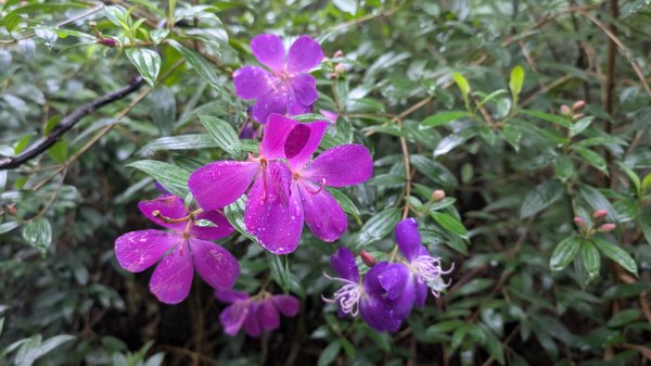 114.12.27尖山-40砲陣地之旅2971754