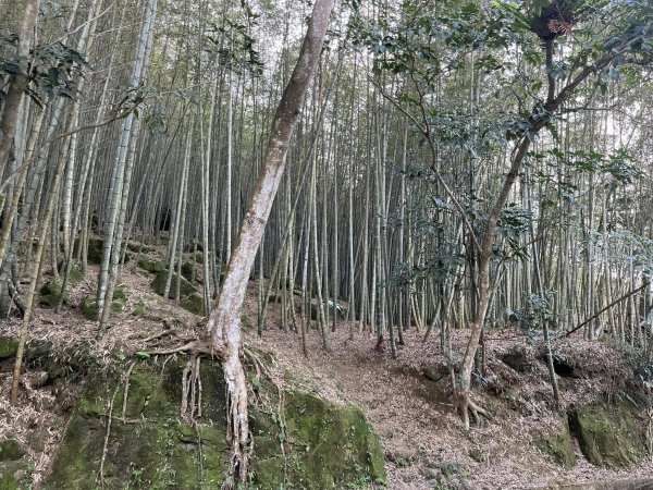 鹿谷長源圳生態步道2726251