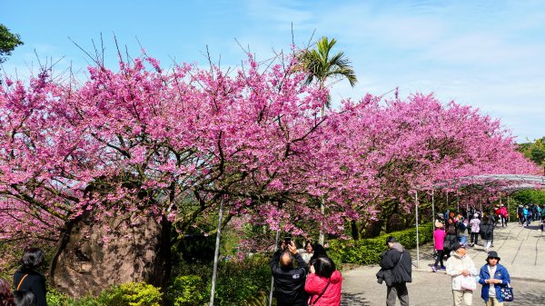 《蝶戀花·天元宮櫻吹雪》2707101