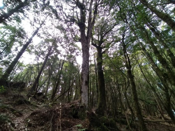 嘉義 阿里山 兒玉山、東水山、北霞山1486764