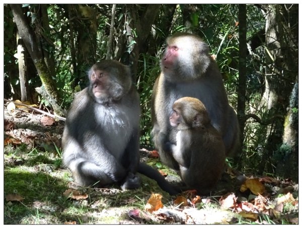 麟趾山步道2397290