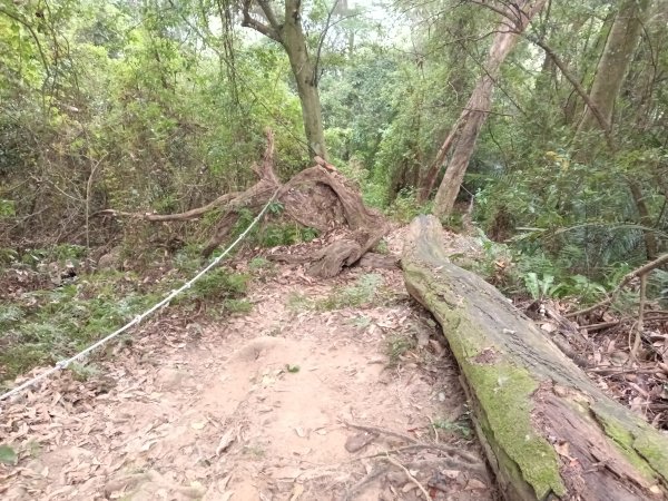 關西鎮太元宮-赤柯山-赤柯山南峰-東獅頭山-西獅頭山-東獅頭山8字走3022869