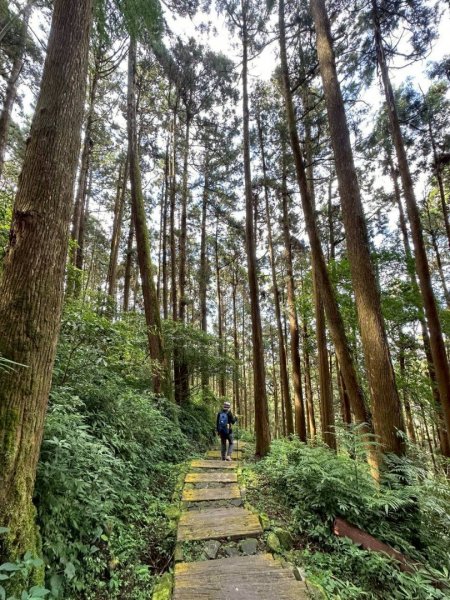 20251029石棹茶、霧、雲、霞、櫻、愛之道 樂野山 霹靂山2926621