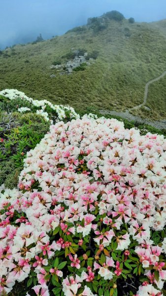 《南投》高山杜鵑盛宴｜哈哈山、石門山北峰202104181353375