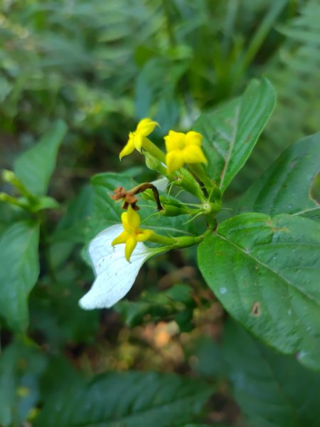 朝聖橋-射鹿部落-高燕部落-旗鹽山-排雲瀑布-沙拉灣瀑布2771037