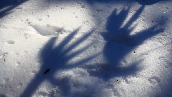 超綺麗夢幻的粉雪奇緣山行記在日本名古屋南沢山2781214