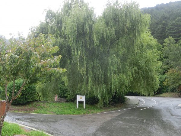 桃山瀑布步道．武陵415447