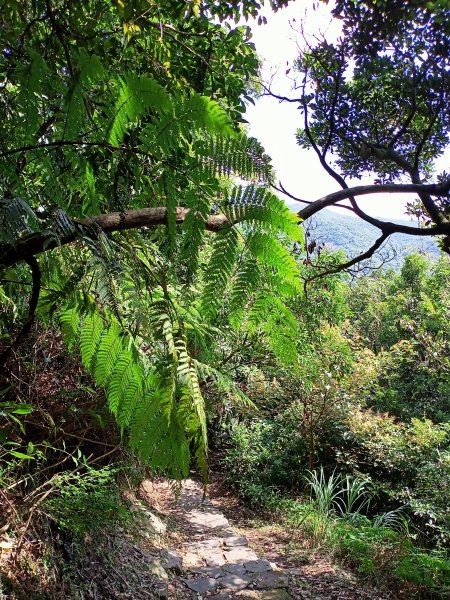 悠遊陽明山前山公園、紗帽山1846180