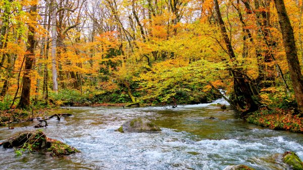 青森縣奧入瀨溪2929988