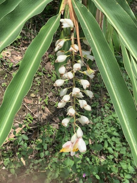 20240608高雄北旗尾南山-北旗尾山-旗尾山2523603