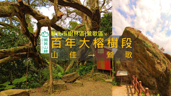 [新北樹林|鶯歌] 新手也能走！微笑山線 百年大榕樹段｜路況友善、展望極佳