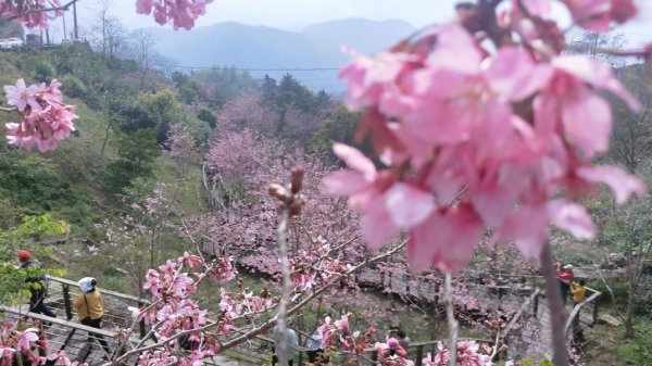 阿里山頂石桌 櫻之道123月櫻花季852347