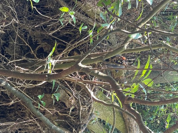 20241130 臺北大縱走第五段：捷運劍潭站至碧山巖（小百岳-劍潭山）2969062