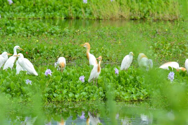 【新聞】生態之美盡收眼底-黃頭鷺現蹤河濱公園