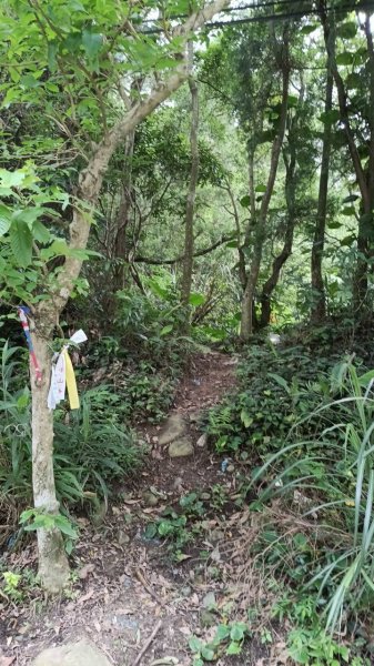 20250607 新竹竹東三山(樹杞林山 - 新具庄山 - 員崠子山)  O型2809077