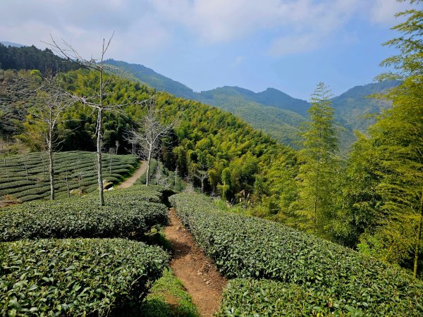 溪頭四秀 - 南投縣鹿谷鄉3023273