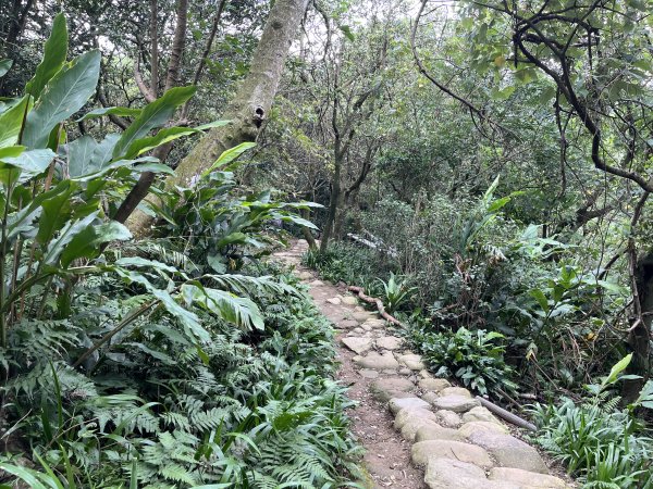 [微笑山線_第一段] 2025_0720 大棟山系_大棟山2843608