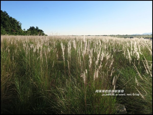 季節限定蘭陽溪畔甜根子草的銀白世界489300