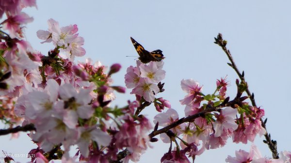 #大鳳蝶 (雌無尾) #綠繡眼 #頂湖小鎮 #紫藤 #觀音山 #日出 #天元宮 #吉野櫻 3/313026522