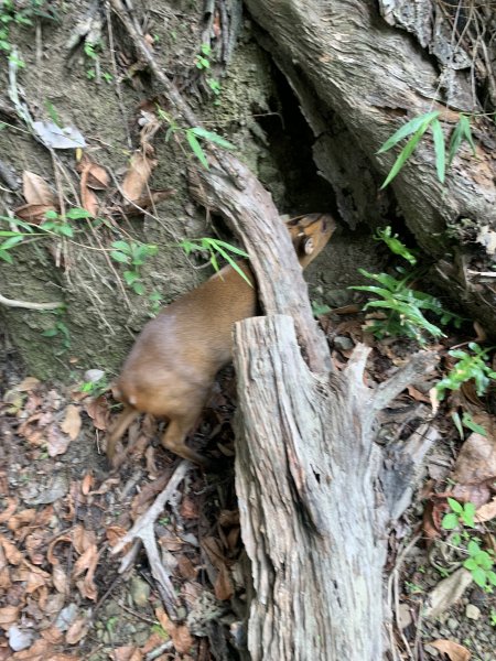 20240525高雄番子寮山-番子寮山主峰2517796