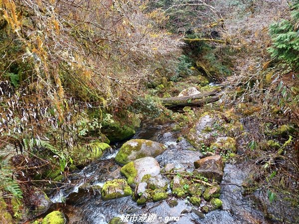 【宜蘭大同】走入南山部落魔法森林秘境。 羅葉尾溪步道2022019