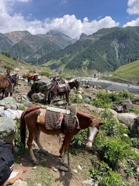 喀什米爾/馬牛羊駱駝動物寫真2565789