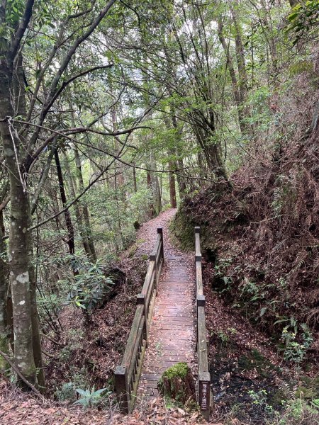 新竹 五峰 觀霧國家森林遊樂區 大鹿林道西線 榛山步道2811406