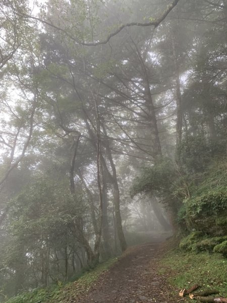 檜山巨木群步道2324173