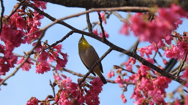 追花是簡單的快樂，賞花是恬淡的幸褔 2/112710550