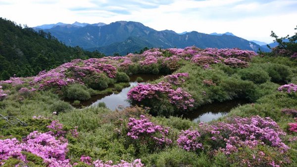 合歡山北峰 紅毛杜鵑611400