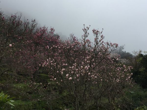 滿山滿谷的木蓮、山櫻花（樟樹湖古道）270256