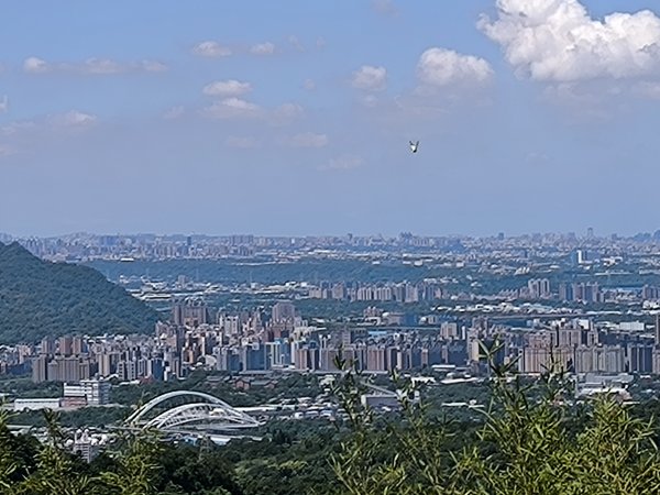 20250913微笑山線：【天上山系】望月亭桐花段2883409