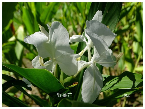 頭社水庫、大舌滿山2757550