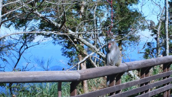 太平山的台灣獼猴231670