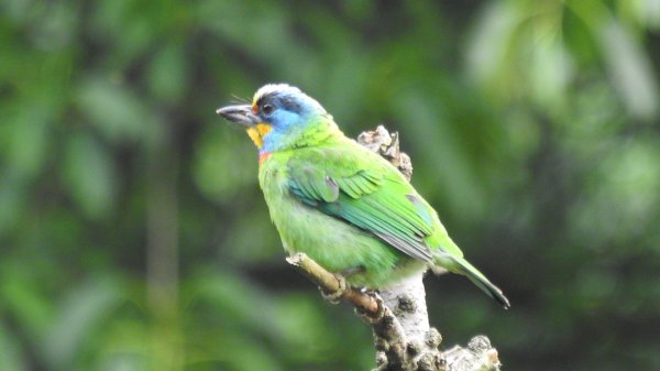 陽明山趴趴走 #琉璃光雲海 ，首拍 #綠鳩 4/272770733