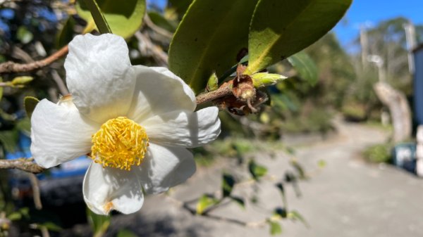 十份棟古道出雲端2688950