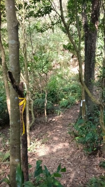 文山區草湳大榕樹-貓空圓山東北峰-貓空圓山-次格中繼站-貓空尖-二格山步道-草湳大榕樹3130196