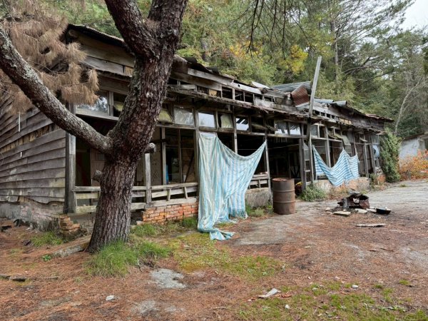 114.11.28-29 雙龍林道~巒安堂~西巒大山2954842