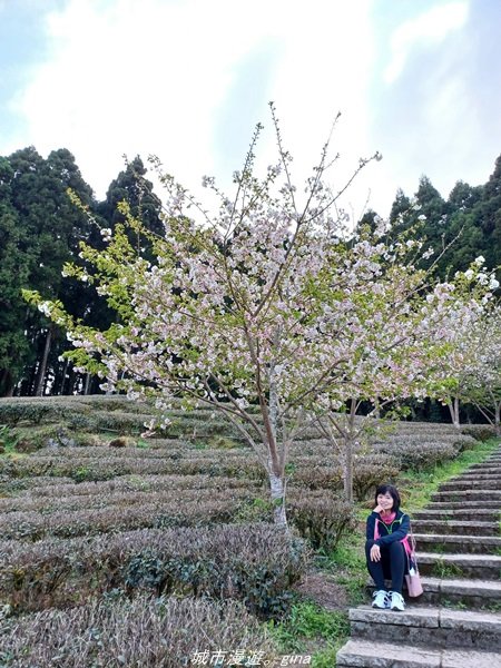 【新竹。五峰】  悠遊山林。 小百岳集起來。 編號31小百岳~鵝公髻山步道x山上人家1652442