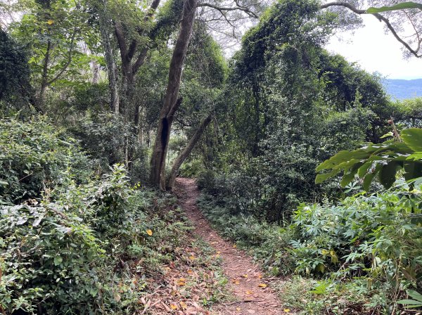 [皮皮獅Hike客任務-04/10] 2024_0721 獅山古道2557458