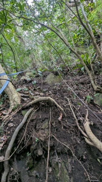 113.12.28小鷹尖-關山嶺-五八山-凌雲尖-龍女岩之旅2679372