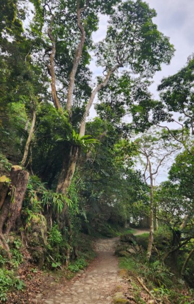 【中級山】台南第一高峰，關子嶺大凍山2741134