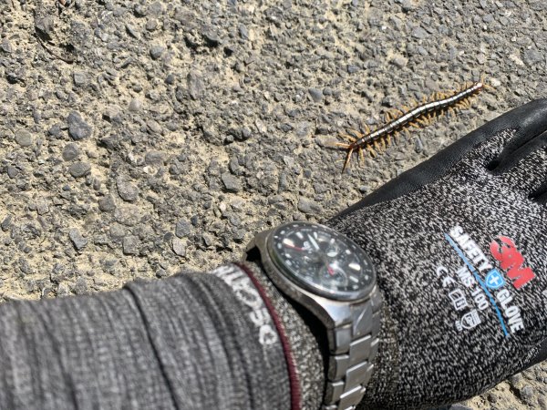 20240608高雄北旗尾南山-北旗尾山-旗尾山2523608