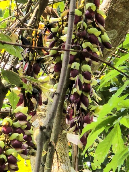 台中大坑頭嵙山（大冠鷲／木蜂／五色鳥／血藤花／鳳凰花）2756692