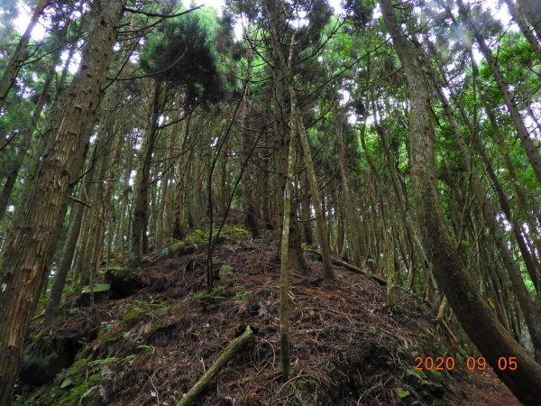 新竹 五峰 油羅山1088969