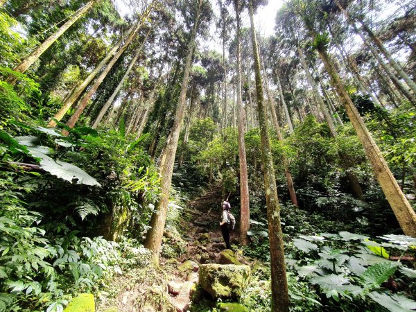 新竹民都有山，鵝公髻山，五指山，桃園赫威神木群步道，赫威山，高坡彩虹瀑布，苗栗山塘背步道，小北埔山1685627