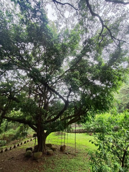 台中大甲鐵砧山2769474