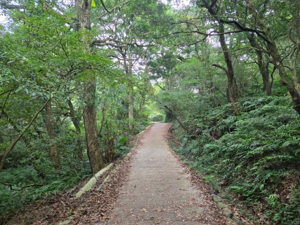 大屯主峰-連峰步道環形（小百岳）2904386