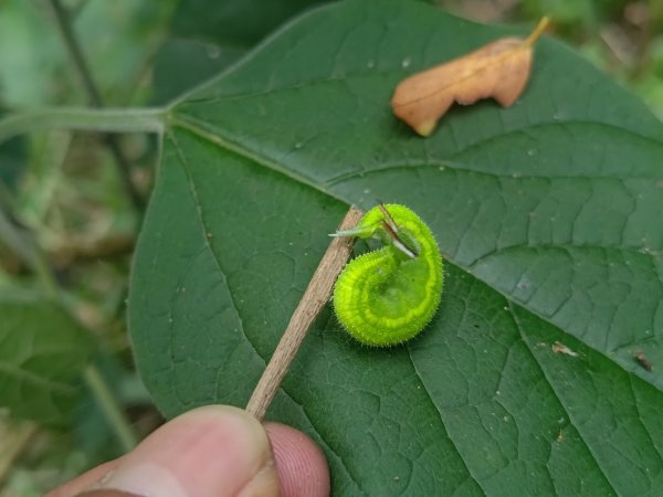 盆貿里山三盆連走2749569