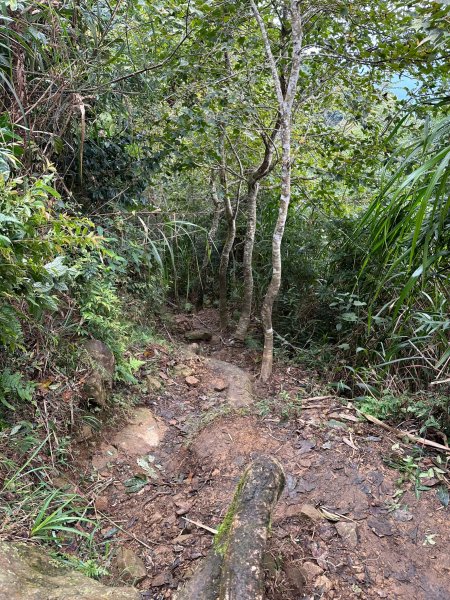 米堤走烏土堀林道到金柑樹山再到杉林溪天地眼2319333